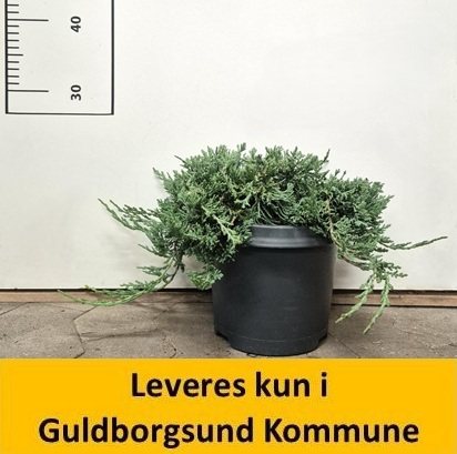 Juniperus hor. Wiltonii