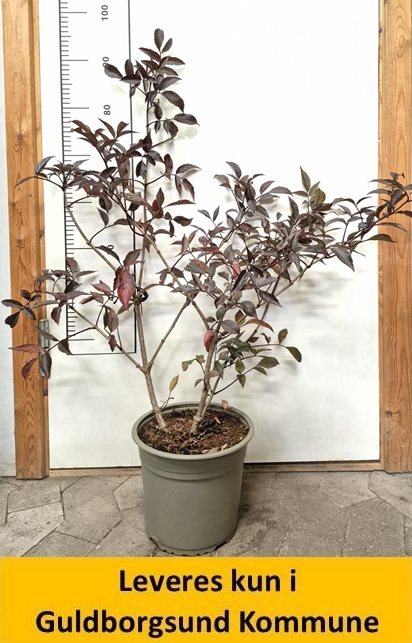 Sambucus Nigra Black Beauty