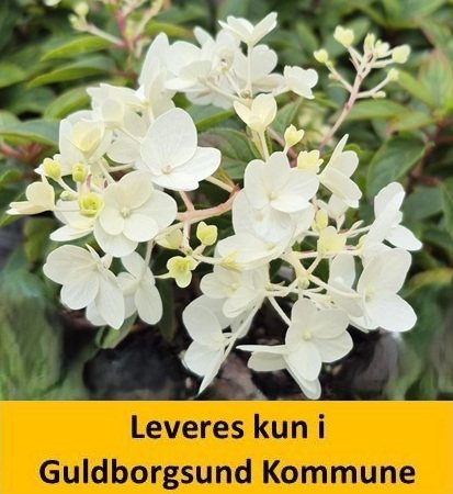 Hydrangea pan. Groundbreaker Blush