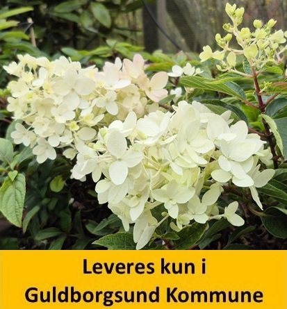 Hydrangea pan. Groundbreaker Blush