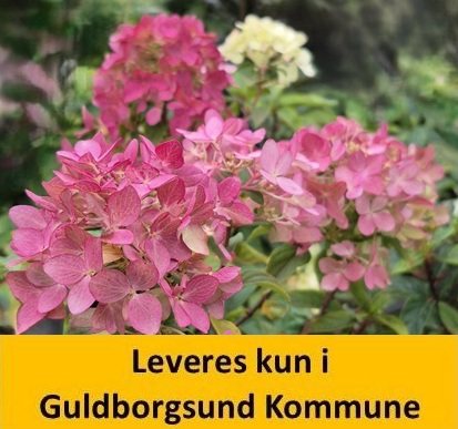 Hydrangea pan. Groundbreaker Ruby