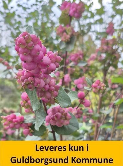 SYMPHORICARPOS RUMBLE