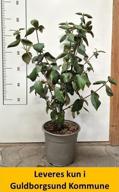 VIBURNUM BURKWOODI MOHAWK