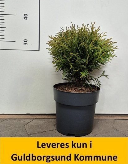 Thuja Danica