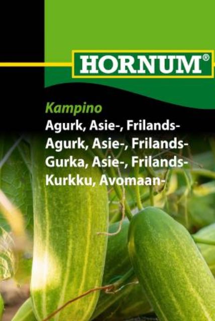 Agurk, Asie-, Frilandsagurk Kampino