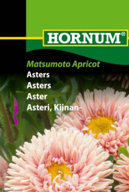 Asters Matsumoto Apricot