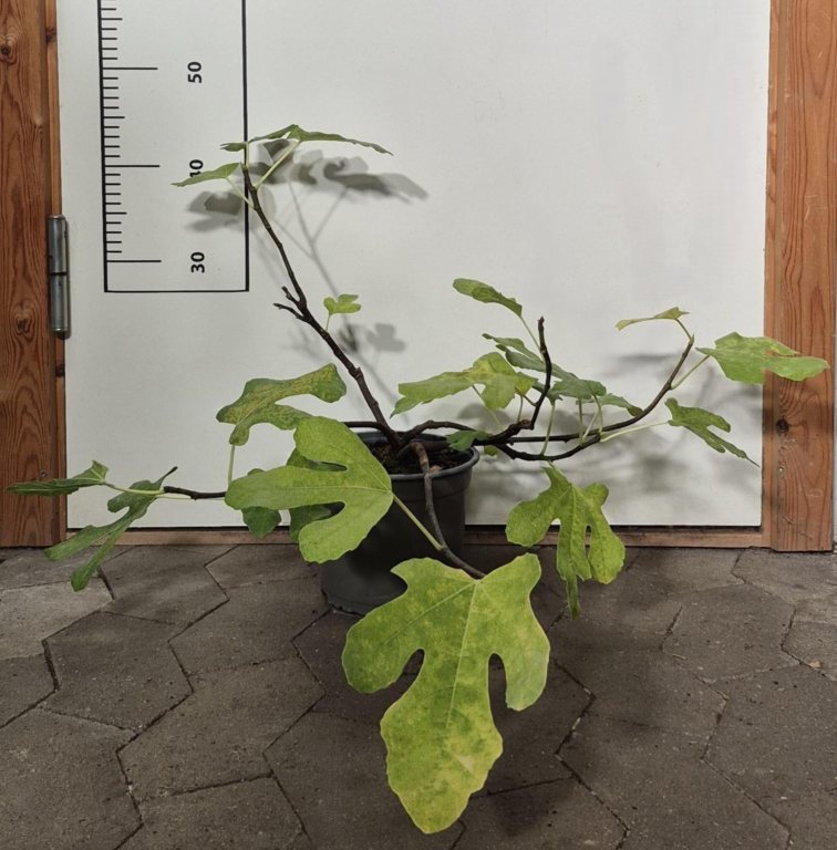 Ficus carica Røsnæs