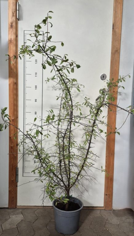 PRUNUS SPINOSA