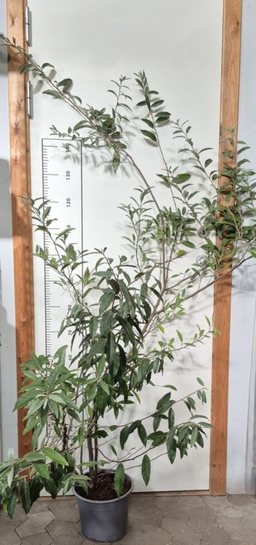ELAEAGNUS POINTILLA® AMOROSO