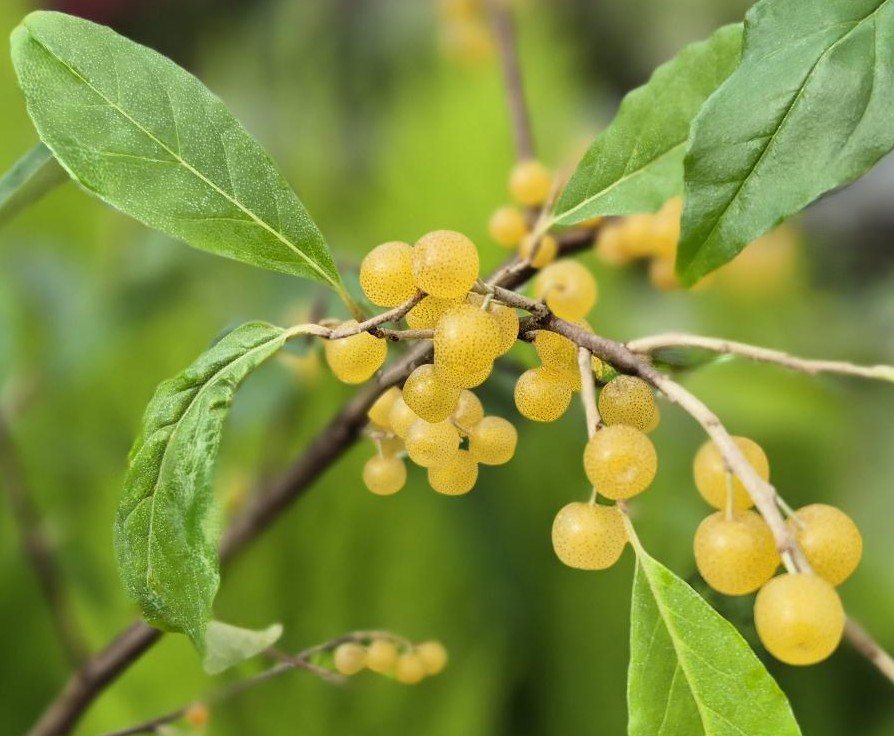 ELAEAGNUS POINTILLA® FORTUNELLA