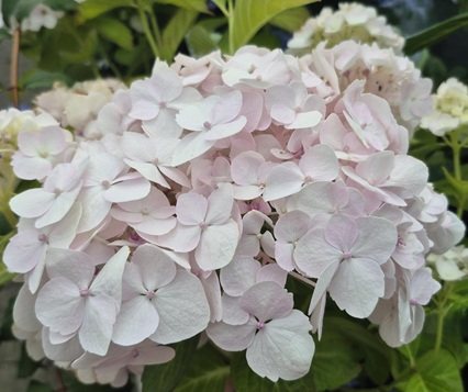 Hydrangea macr. Alma®