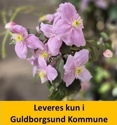 Clematis (Montana) Freda