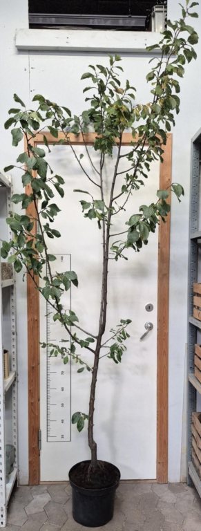 PRESIDENT PRUNUS DOMESTICA