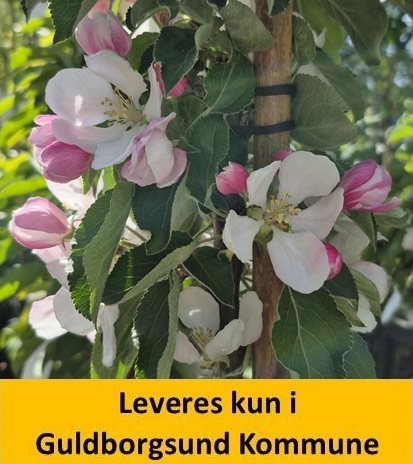 Æble søjle Suncats