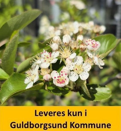 ARONIA MELANOCARPA C10 150 cm.