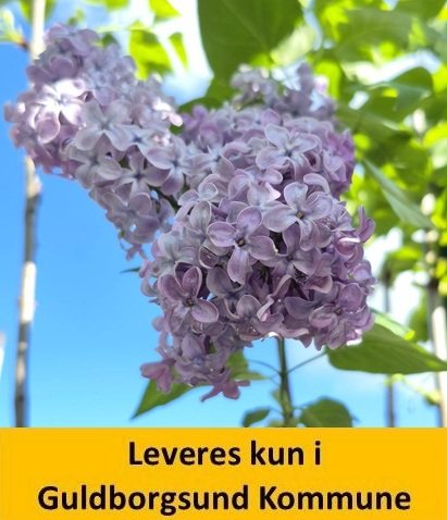 Syringa vulg. Paul Deschanel C5 60+