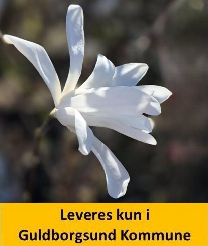 Magnolia Stellata C4 40-60 cm.