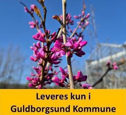 Cercis Chinensis Avondale