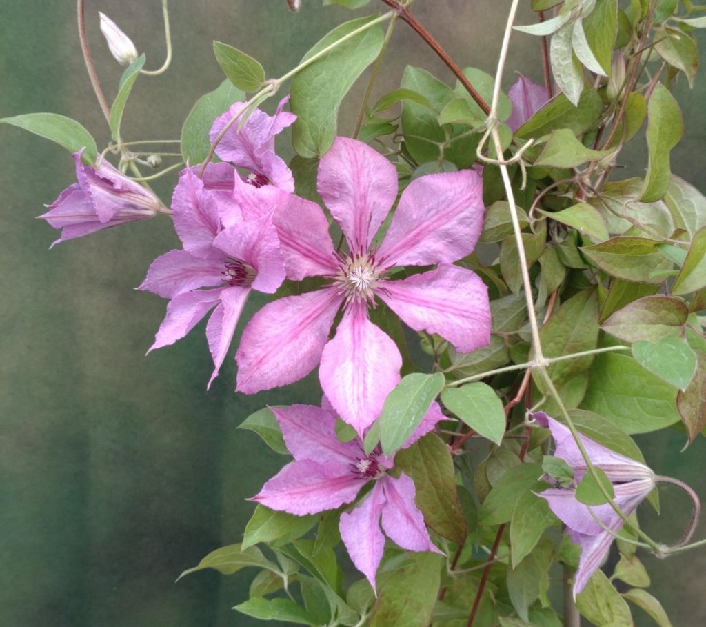 Clematis Margaret Hunt