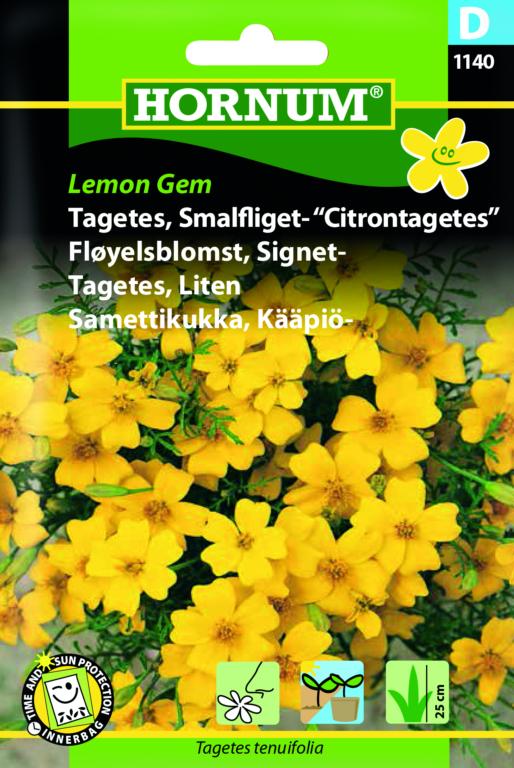 Tagetes, Smalfliget- Citrontagetes, Le