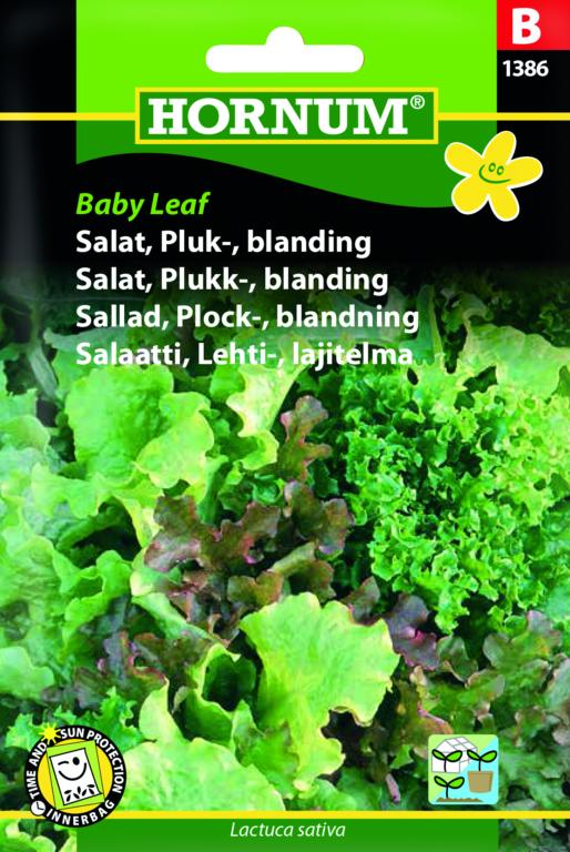 Salat, Pluksalat, blanding, Baby Leaf