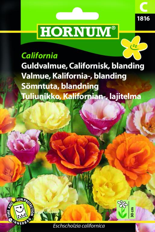 Guldvalmue, Californisk, blanding, Calif