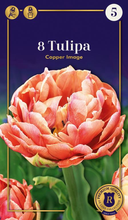 TULIPA COPPER IMAGE