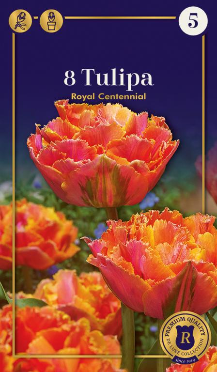 TULIPA ROYAL CENTENNIAL