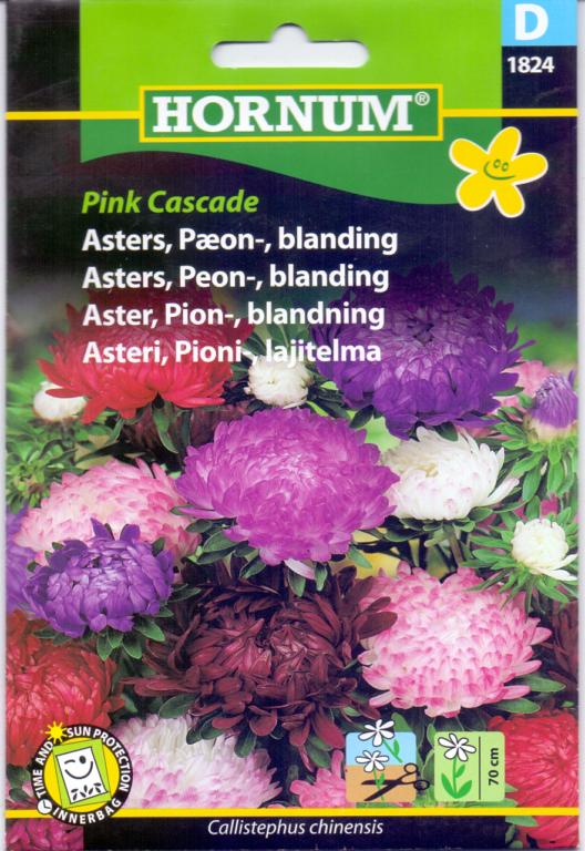 Asters, Pæonasters, blanding, Pink Casca