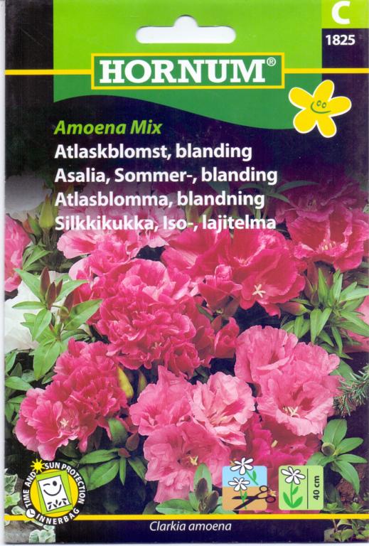 Atlaskblomst, blanding, Amoena Mix