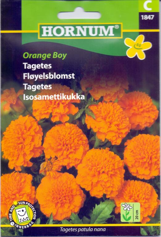 Tagetes, Orange Boy