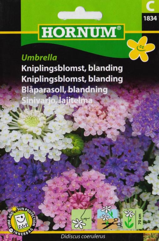 Kniplingsblomst, blanding, Umbrella