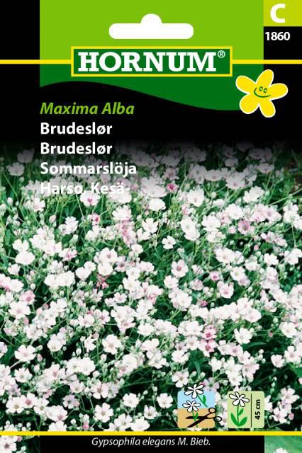 Brudeslør, Maxima Alba