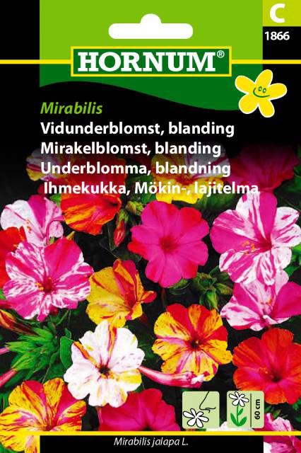 Vidunderblomst, blanding, Mirabilis