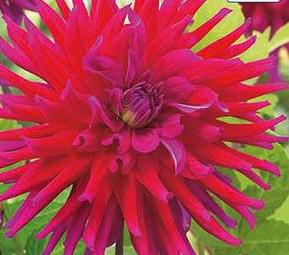 DAHLIA CAC.ORFEO