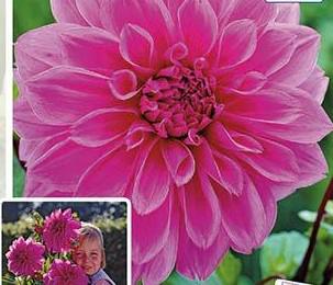 DAHLIA DEC.LILAC TIME