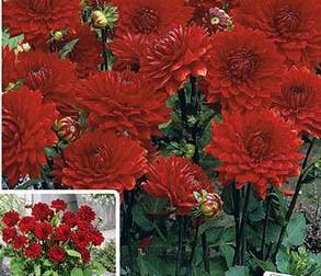 DAHLIA PRK.GARDEN WONDER