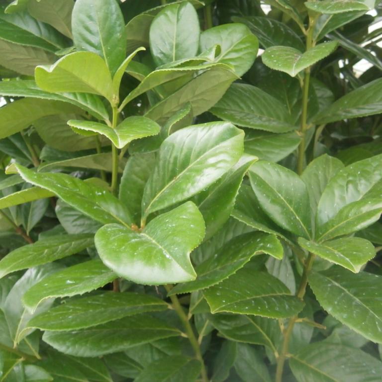 Prunus laur. Novita Co 60-80 cm.