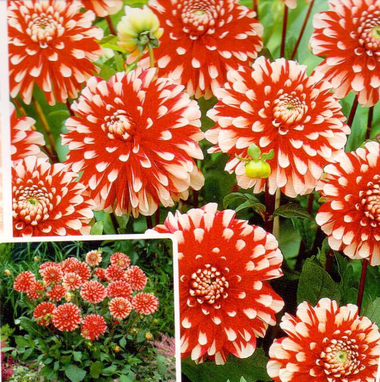DAHLIA PRK.LITTLE TIGER