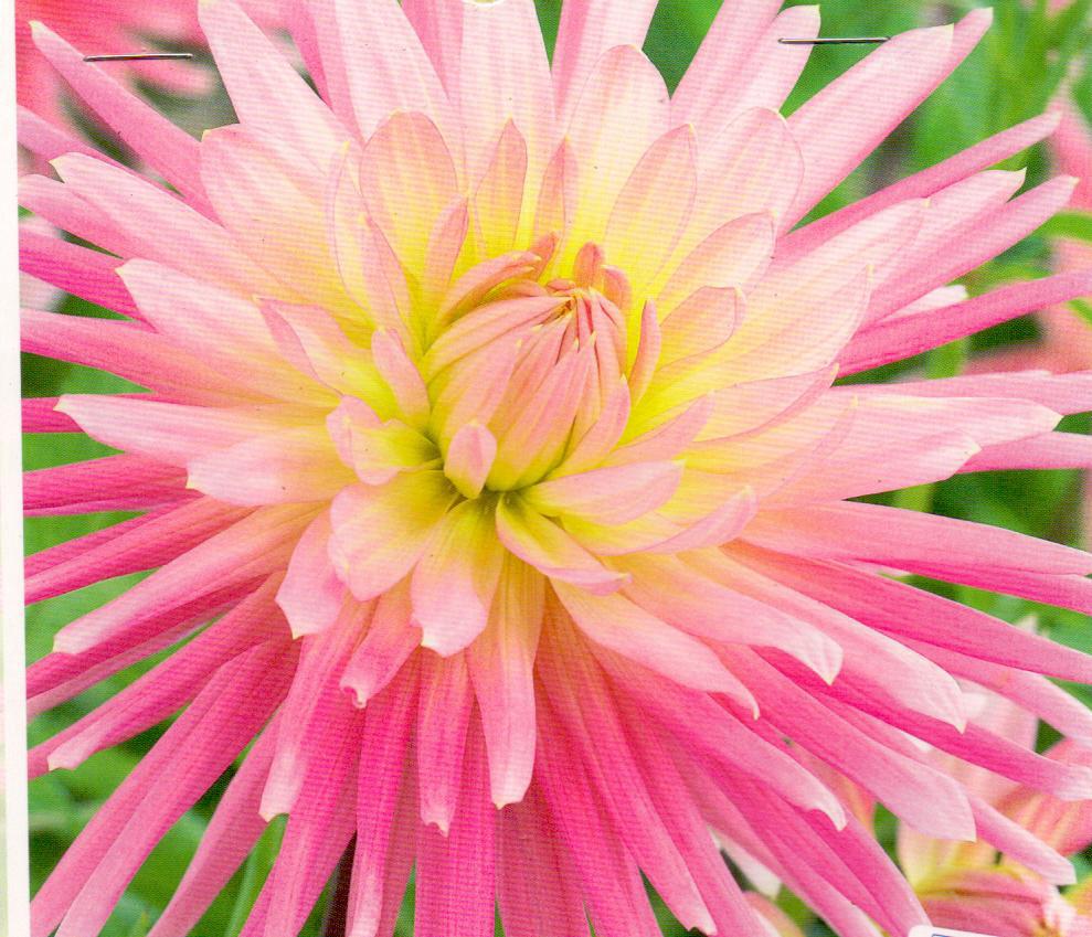 DAHLIA CAC.JEANNE D'ARC