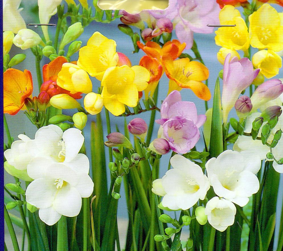FREESIA SINGLE MIX