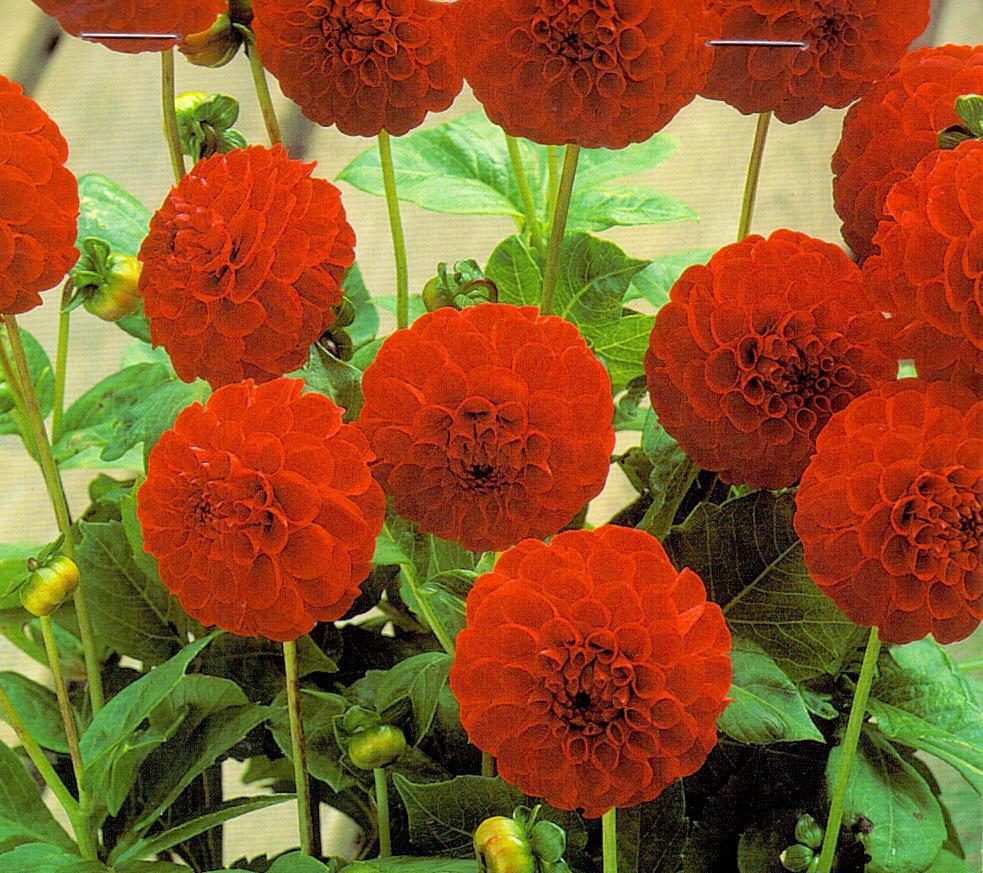 DAHLIA POM.GLOW