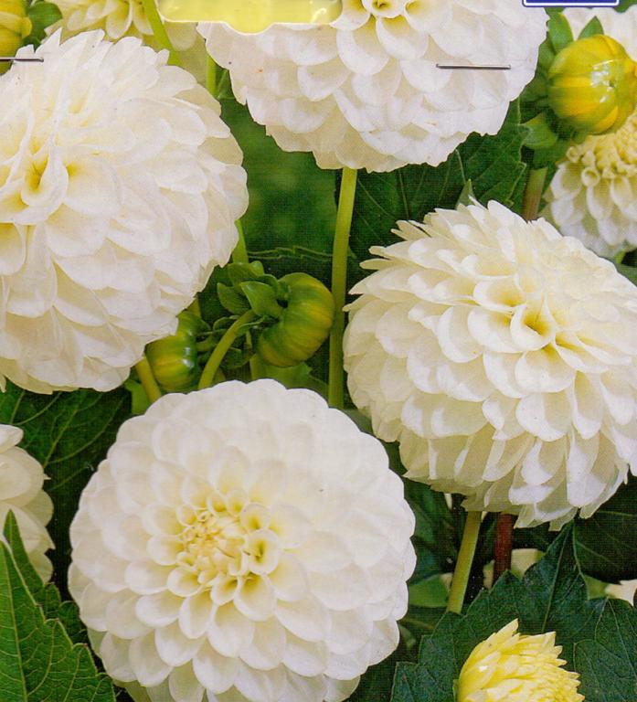 DAHLIA POM.SNOWFLAKE
