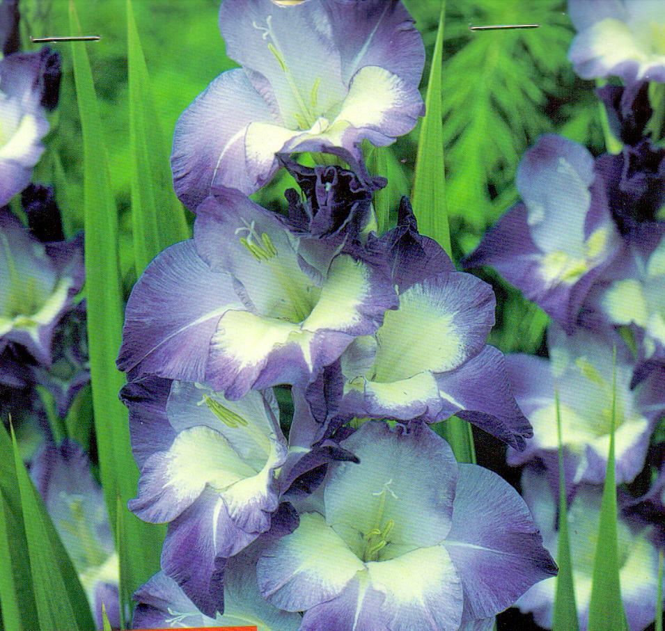 GLADIOLUS NORI