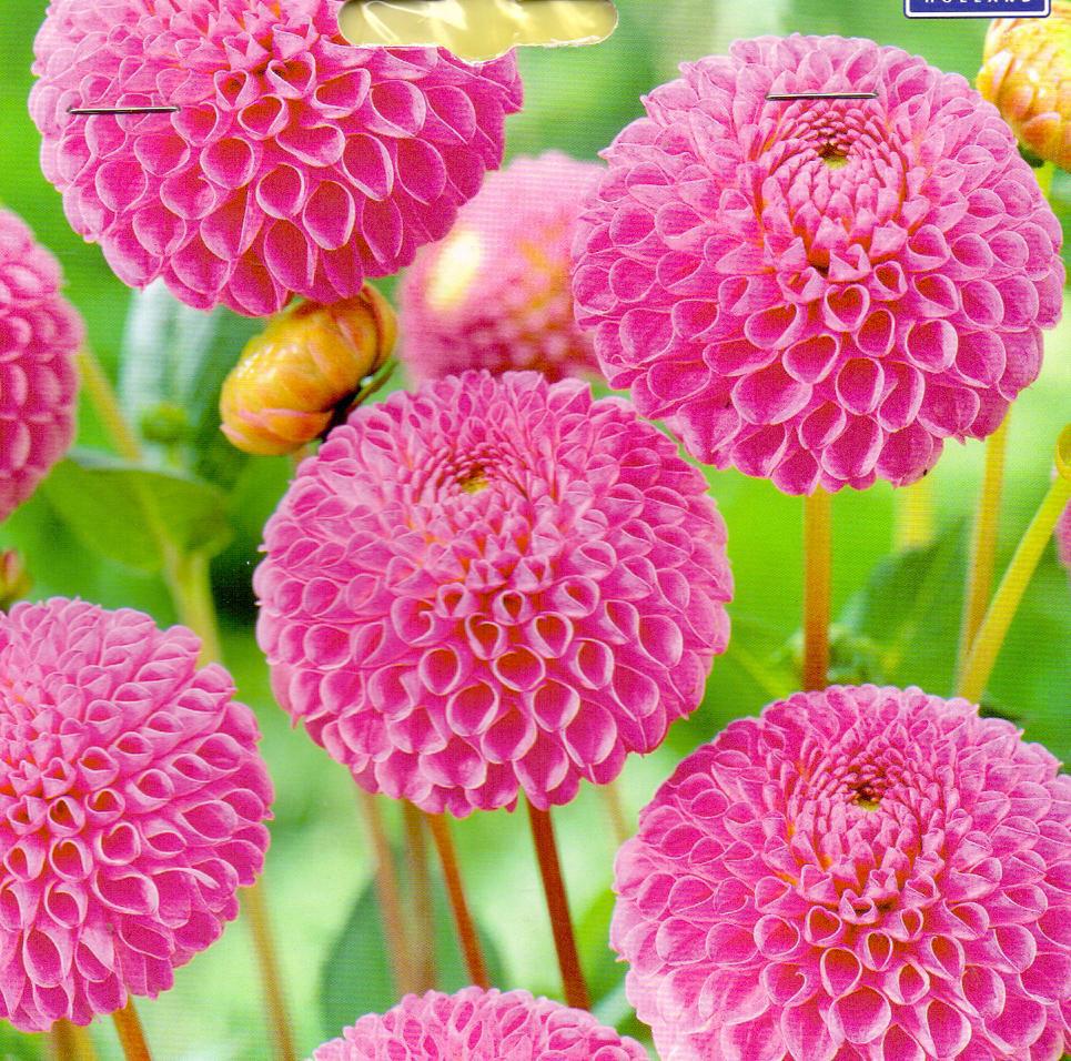 DAHLIA FRANZ KAFKA