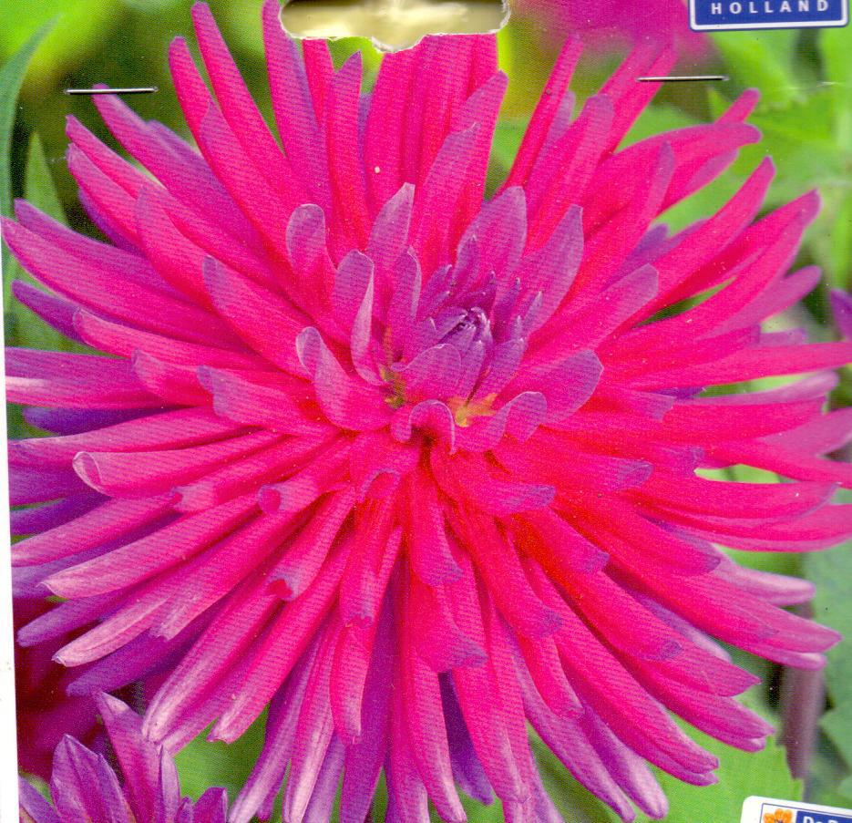 DAHLIA CAC.PURPLE GEM