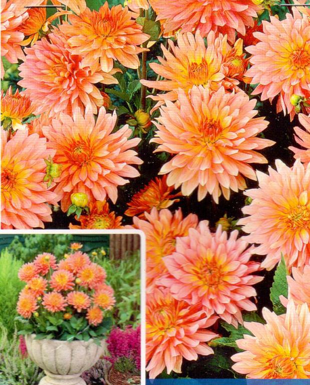 DAHLIA PRK. EXTASE