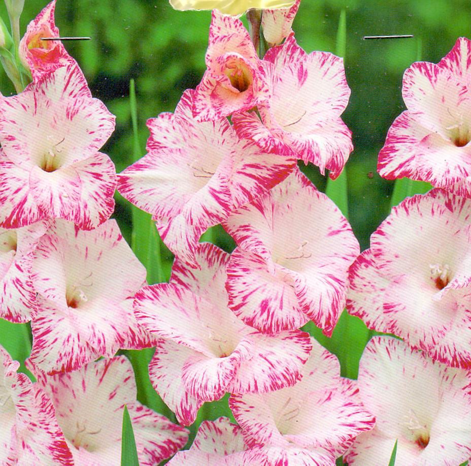 GLADIOLUS MY LOVE