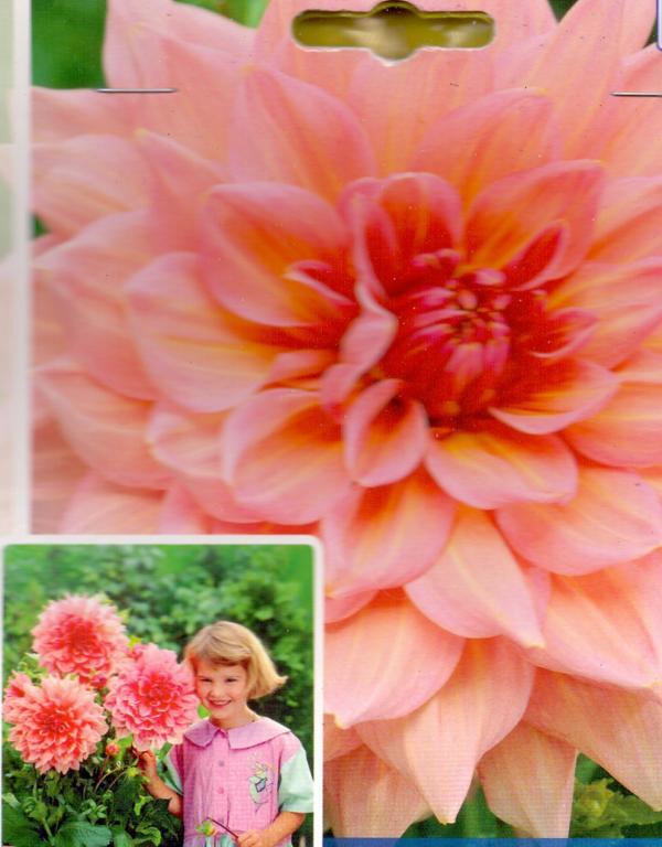 DAHLIA DEC.OTTO'S THRILL