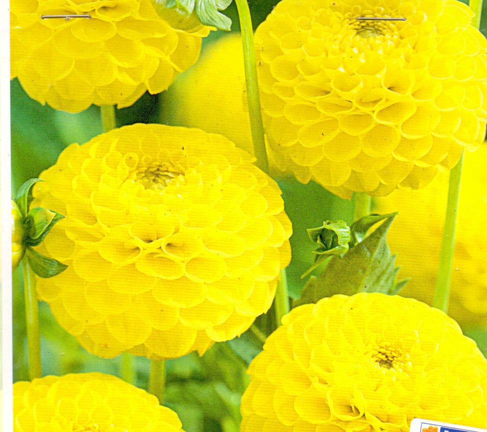 DAHLIA POM.DEEPEST YELLOW